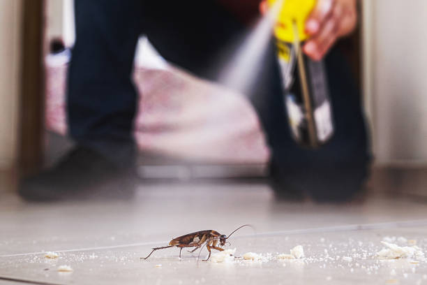 Best Pest Control Near Me  in Rocky Mount, NC